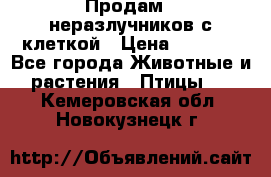 Продам 2 неразлучников с клеткой › Цена ­ 2 500 - Все города Животные и растения » Птицы   . Кемеровская обл.,Новокузнецк г.